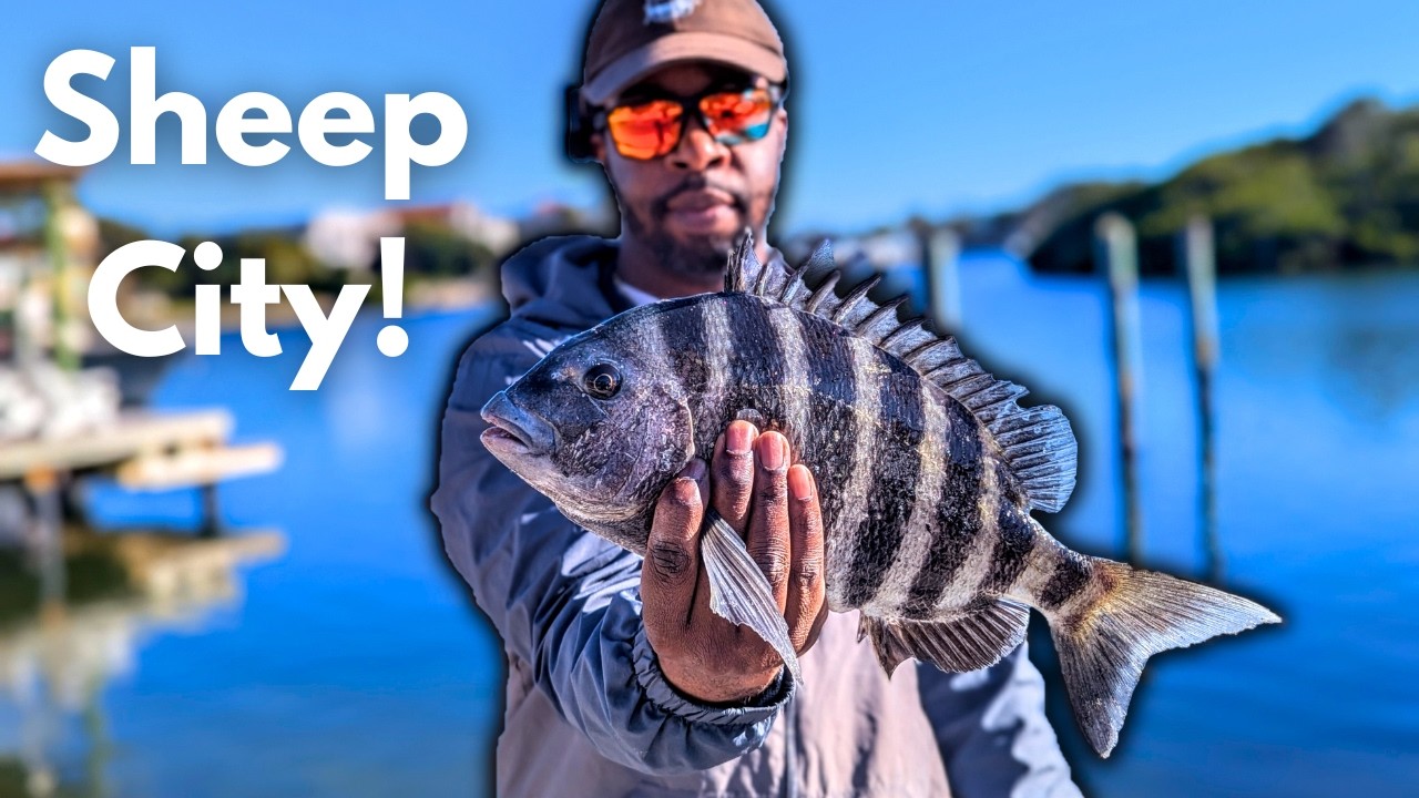 SNIPING Sheepshead Off This Tampa Bay Dock! 🎯