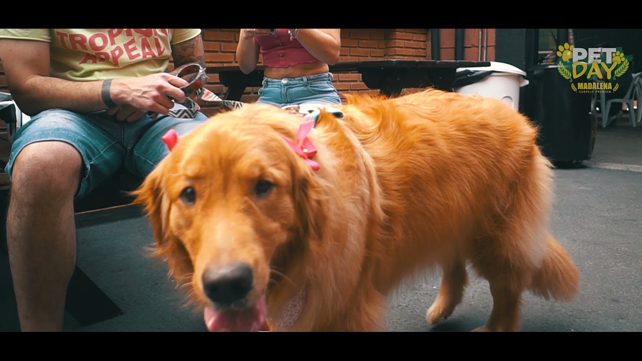 PetDay Cervejaria Madalena