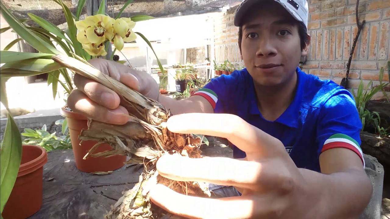 Clinica de Orquídeas #1: Cymbidium sin raíces