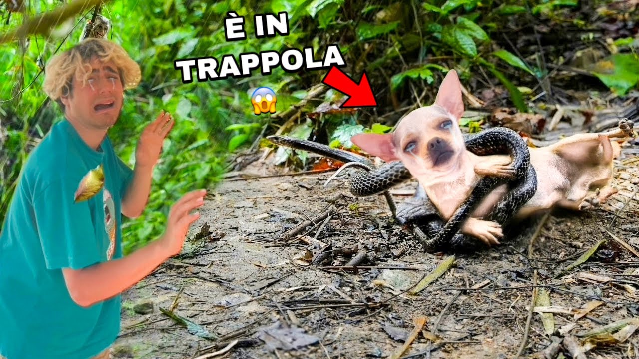 IL NOSTRO CAGNOLINO È STATO ATTACCATO DA UN SERPENTE! DOBBIAMO SCAPPARE!! *aiuto*