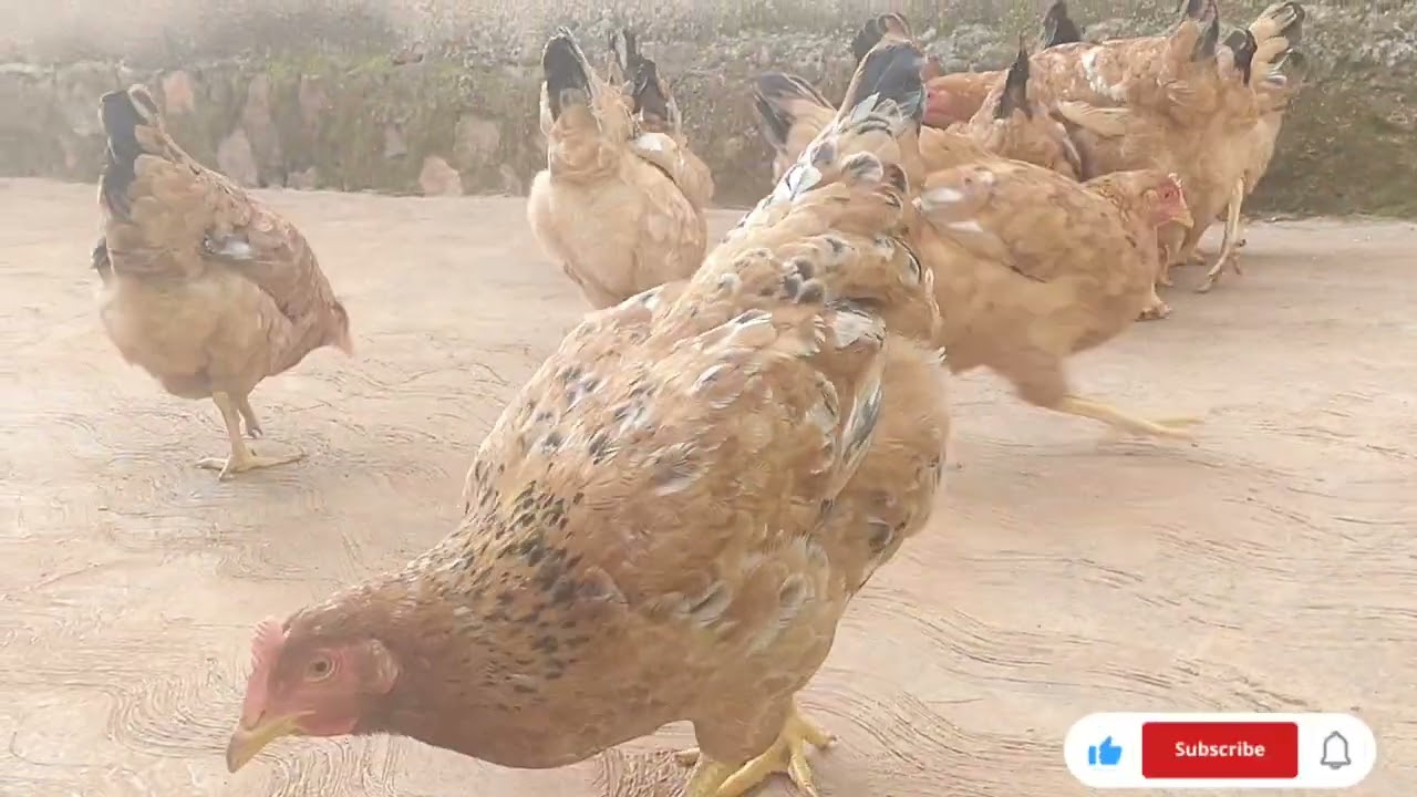 🛑DORE IMPAMVU UKWIYE GUHITAMO KORORA INKOKO ZA SASSO