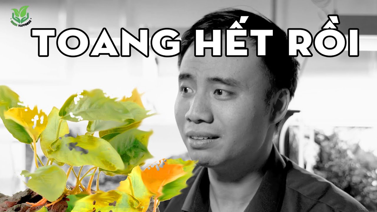 5 lý do cây thủy sinh bị RỮA hỏng
