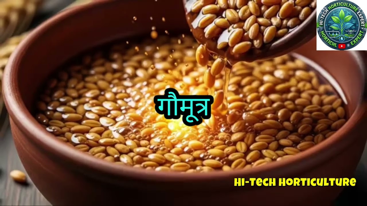 जैविक खेती में गाय का गोबर और गौमूत्र कितना फायदेमंद? जानिए वैज्ञानिक सच || Jaivik kheti ||