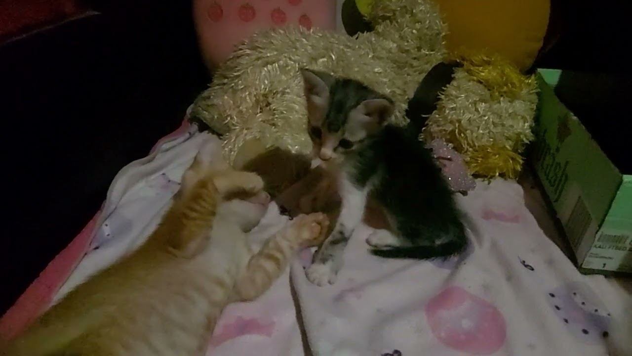 Hari pertama Oyen bertemu Oreo, alhamdulillah langsung akrab. Akur terus ya kalian