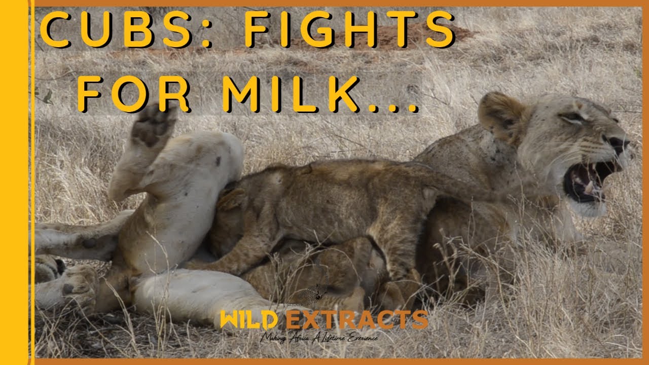 Lioness nursing her Cubs as they Fight Over Milk // Wild Extracts//