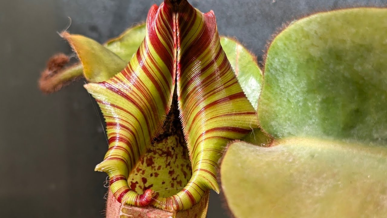 Nepenthes, конец декабря 2025 г. ⛄