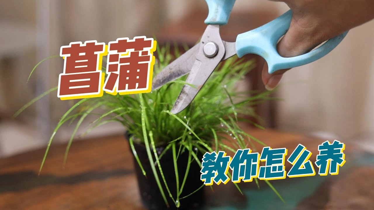 菖蒲怎么养？园艺师教你，菖蒲的详细养护技巧