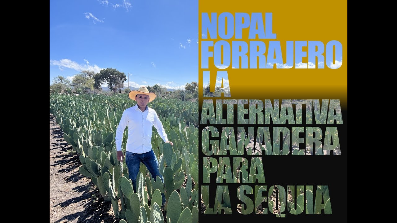 Nopal FORRAJERO, Una alternativa GANADERA para la sequía