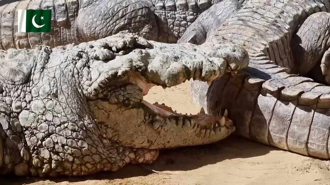 Shrine of Manghopir Karachi | History of 200 Crocodiles | Hot springs and healing resort