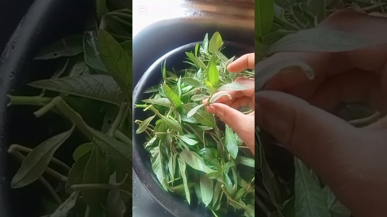 আগেও জানতাম না এত সহজ আর এত স্বাদ স্বাদ লাগবে হেচি শাক এইভাবে ভাজি করলে মুখের রুচি না থাকলেও সাদ লাগ