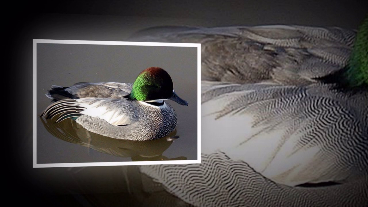 Bahama pintail - Duck Birds white-cheeked pintail