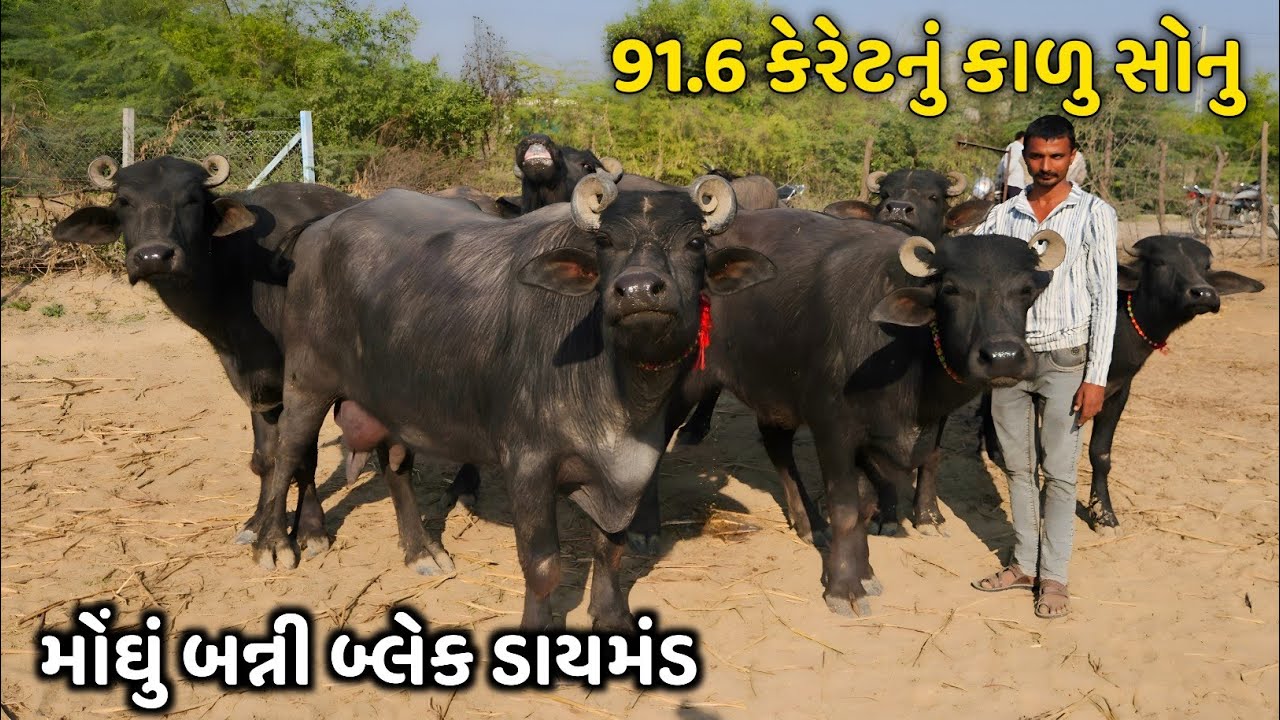 પડદામાં છૂપાવીને રાખેલું અણમોલ બન્ની નસ્લનું સોનુ 🥰👌 Banni Buffalo in Banaskantha 