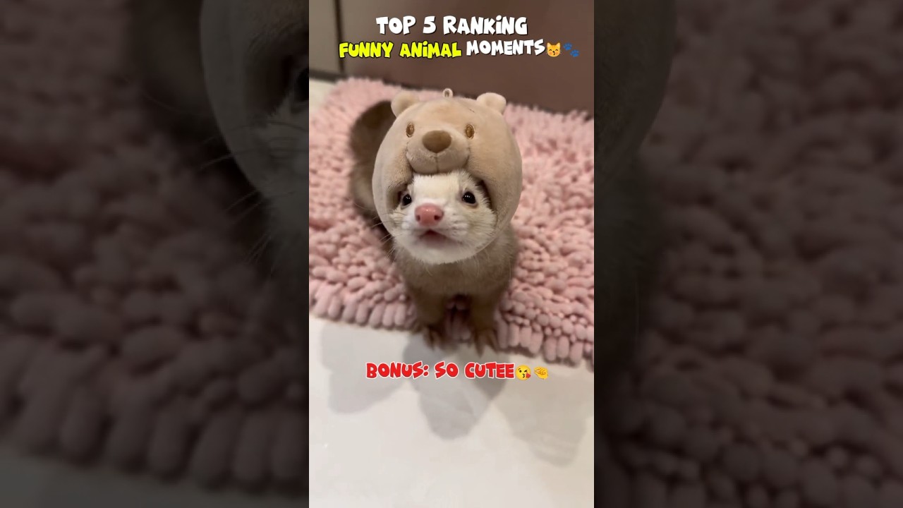 Cute and funny animal moments😘🐾