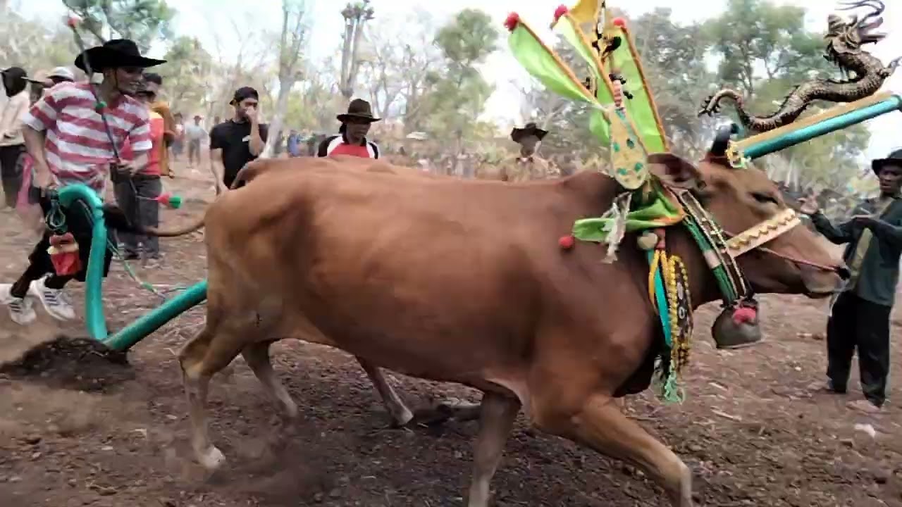 kerap sapi betina 3 rombongan ™ CAHAYA MUDA ™ tampil spektakuler 😯🔥