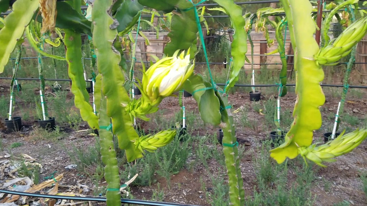 Dragon fruit requires multiple varieties