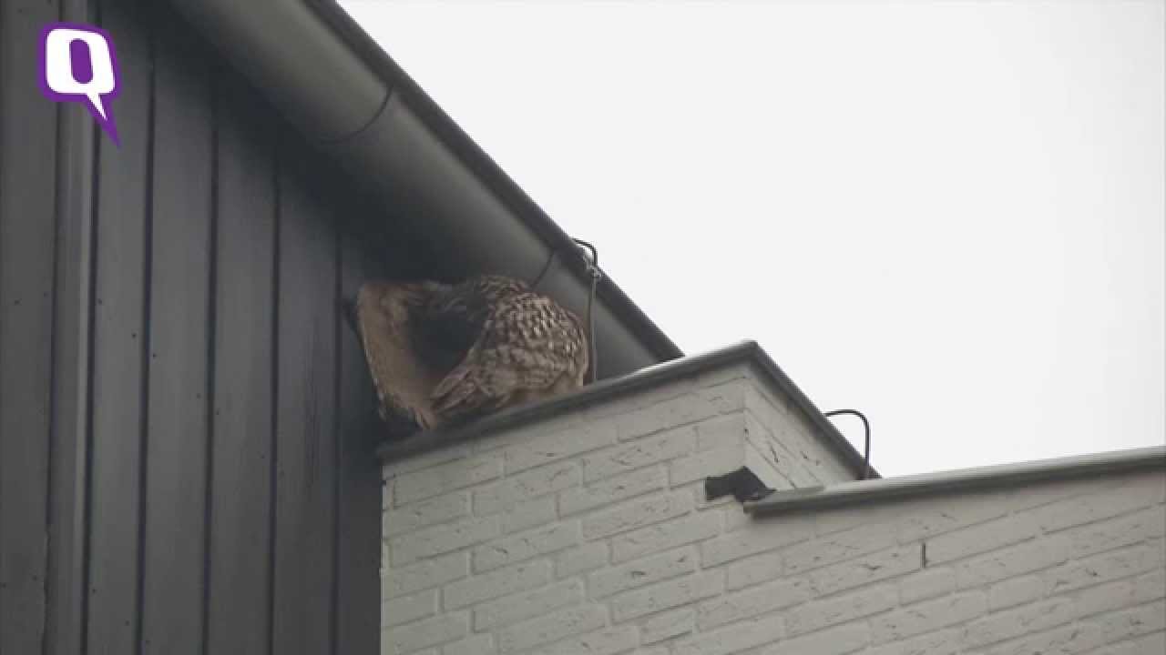 Rowdy Owl Sows Terror in Dutch City