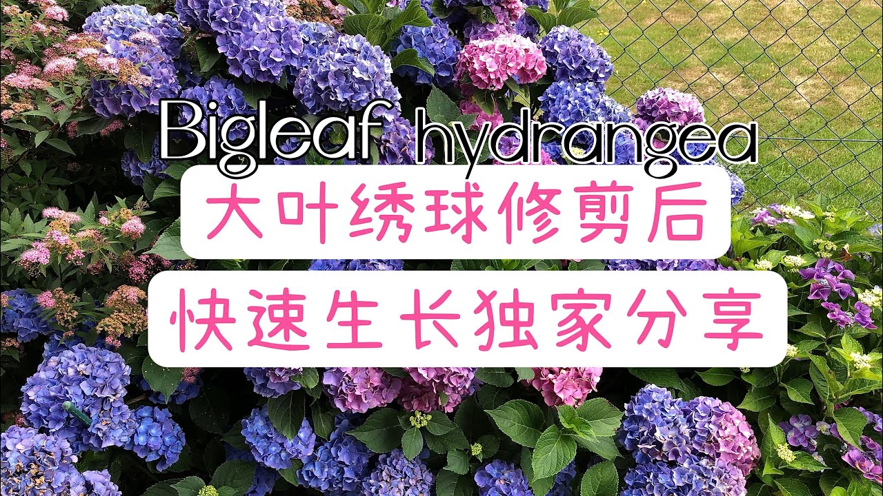 大叶绣球花Hortensien花后修剪（幼苗）如何做到快速生长的方法/四棵幼苗实例手把手干货分享/23.07.2022