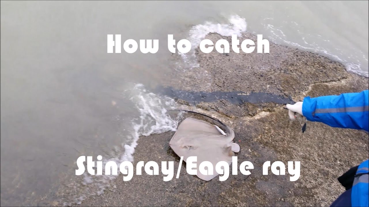 NZ Basic Fishing | Tutorial | How to catch Stingray