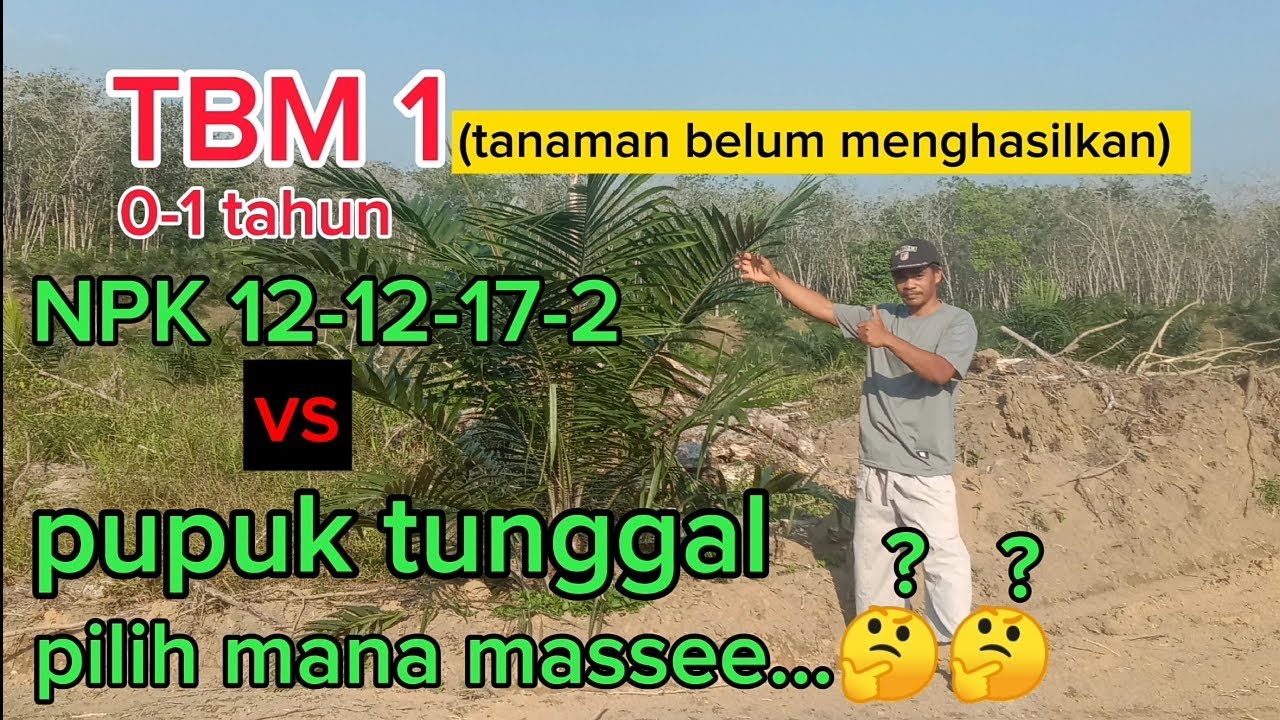 TBM 1,pakai NPK 12-12-17-2 atau pupuk tunggal..??