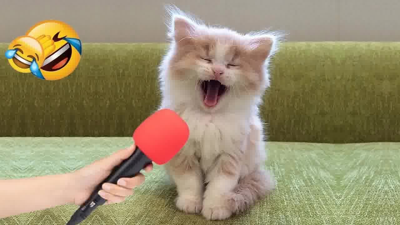 You Laugh You Lose 😻 Funniest Dogs and Cats 2024 😋