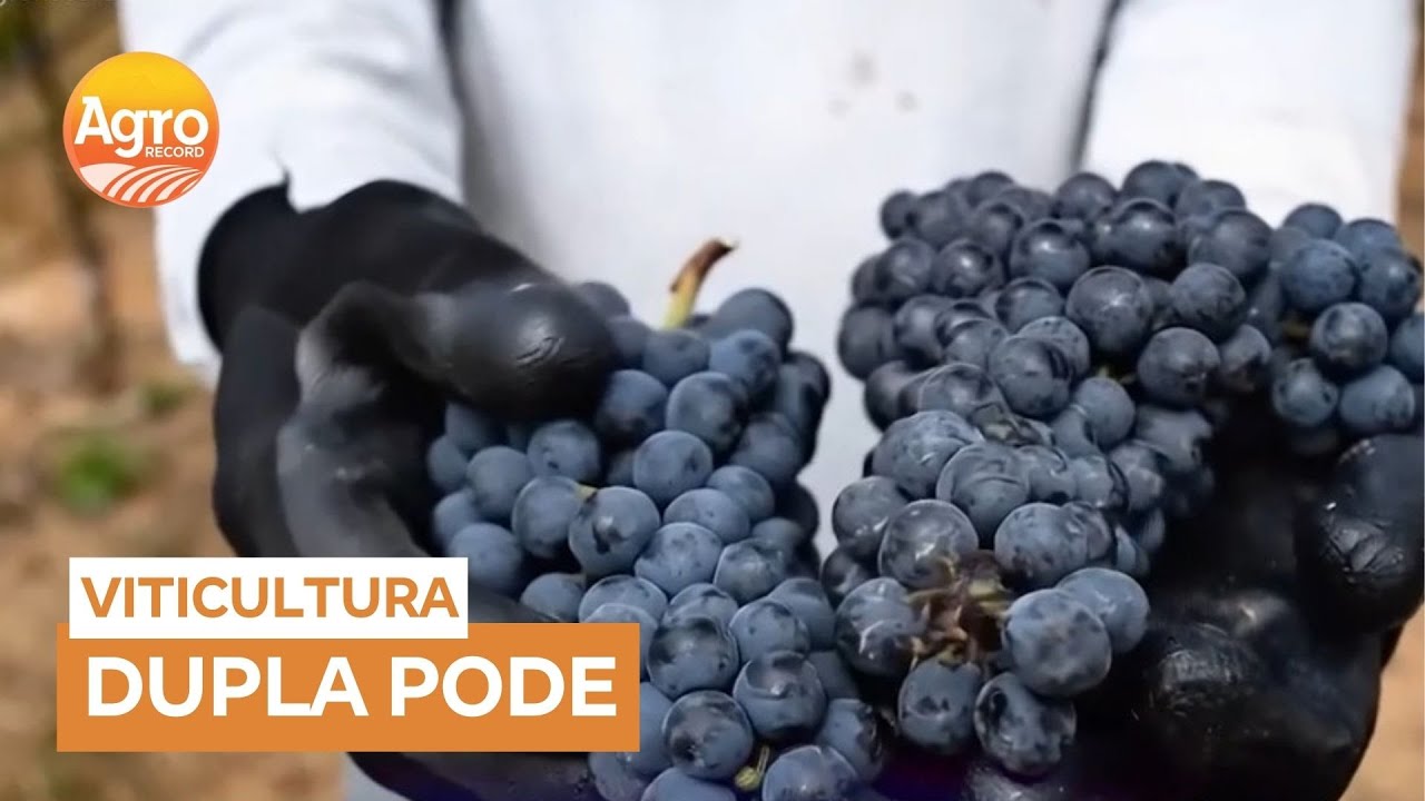 Dupla poda é utilizada no processo de produção de vinho em Goiás