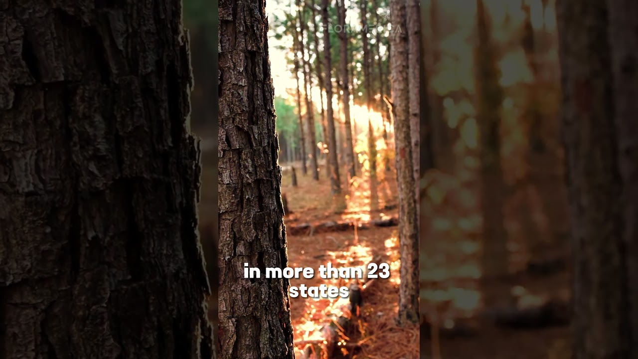 The Shortleaf Pine - Pinus echinata