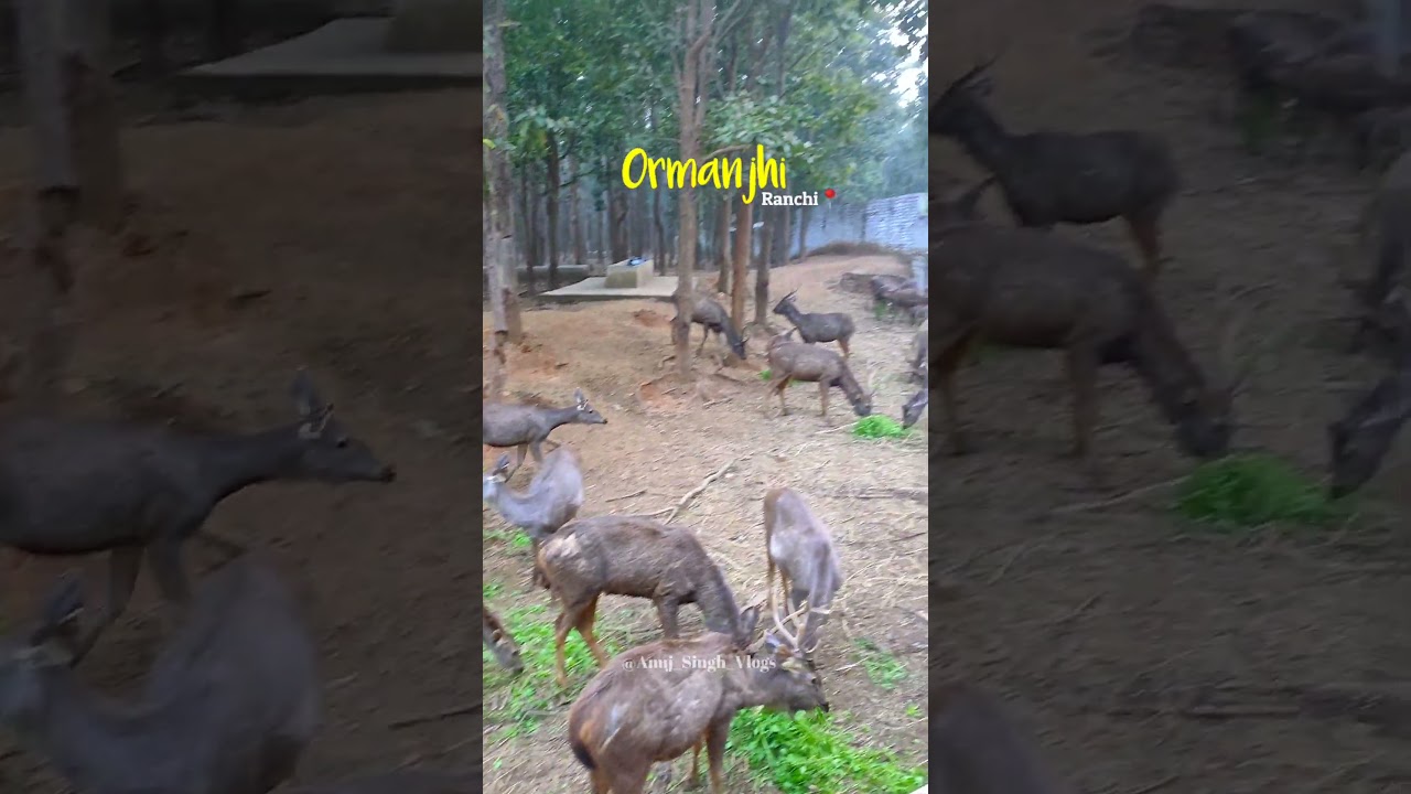 Deer🦌 Ormanjhi Zoo | Ranchi #shorts #park #wildlife #animals #travel #shortvideo #animallover