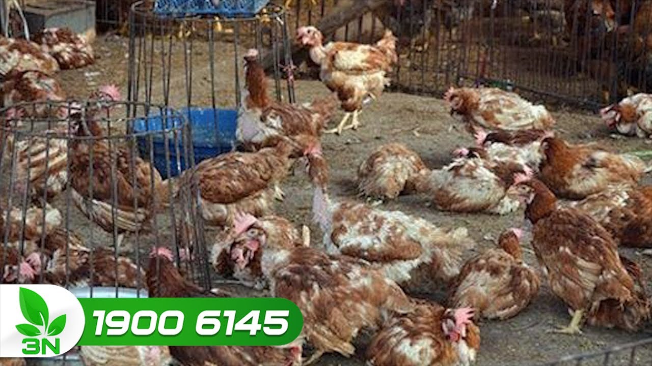 Bệnh E.coli ghép thương hàn ở gà: Biểu hiện và cách chữa | VTC16