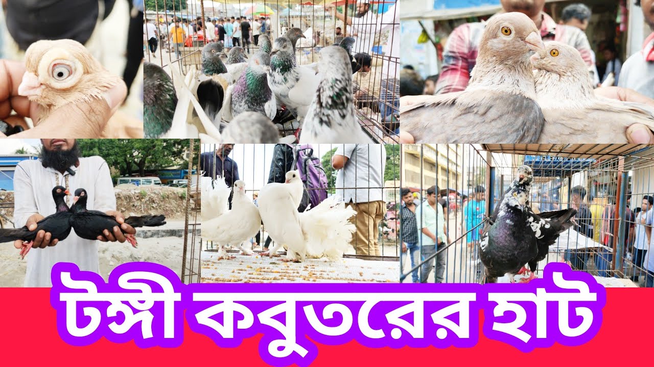 টঙ্গী কবুতর হাটের নতুন পর্ব। কবুতরের হাট টঙ্গী বাজার