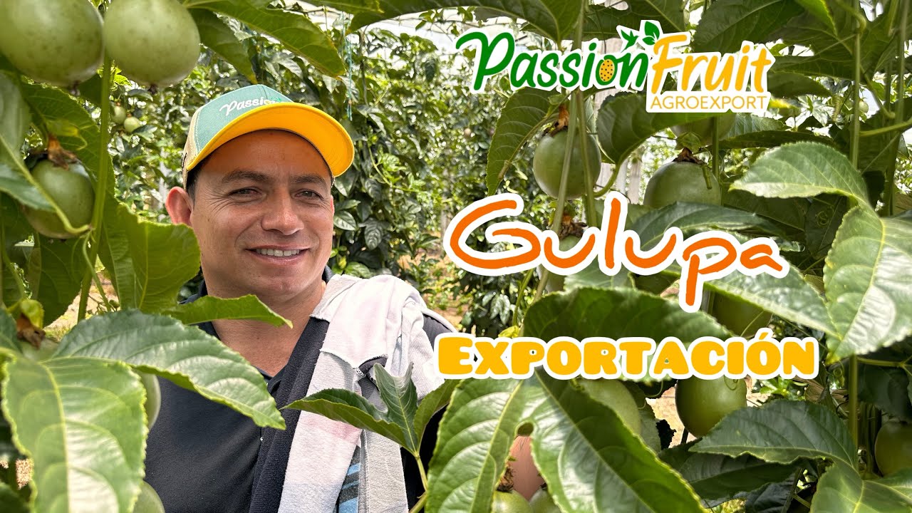 EXPORTACIÓN de Gulupa en Antioquia