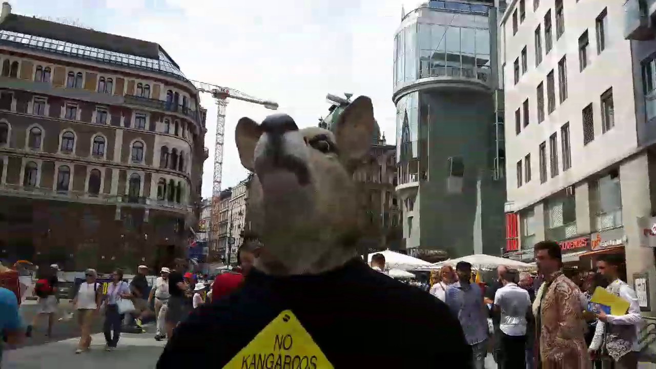 Kangaroo in Vienna, Austria 360.