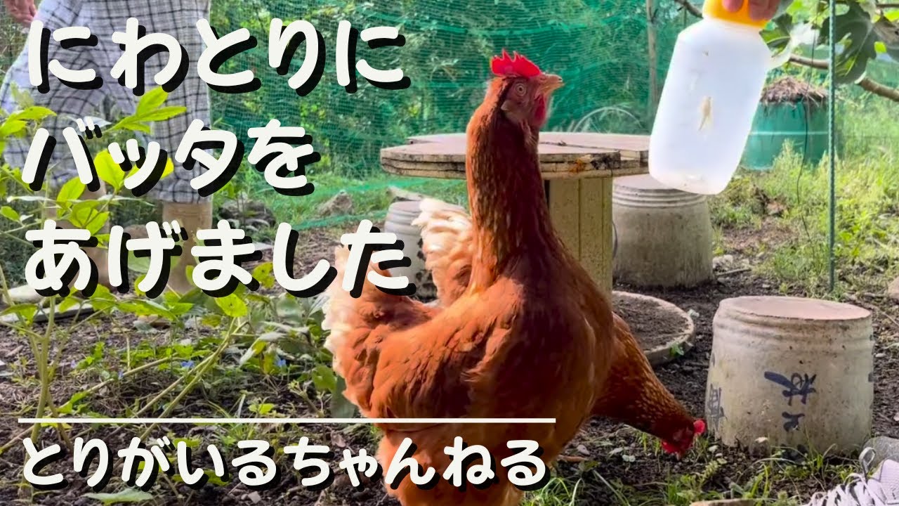 第19羽 にわとりにバッタをあげました【特典映像ミサエのお好み焼き】