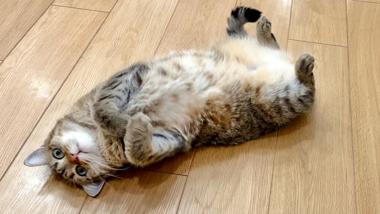 大好きな妹が帰ってこなくて猫が壊れた…