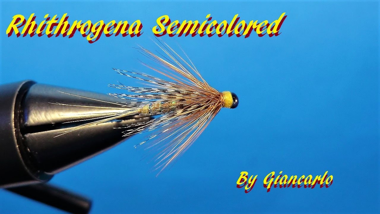 RHITHOGENA SEMICOLORED By Giancarlo