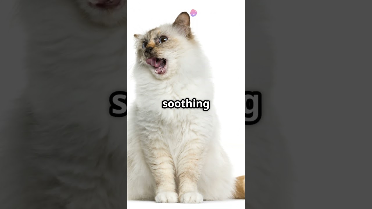 Fun Cat Facts You Didn't know !#cats#catfacts#kittenfacts#petfacts#fyp#furryfreinds #kitten #pets