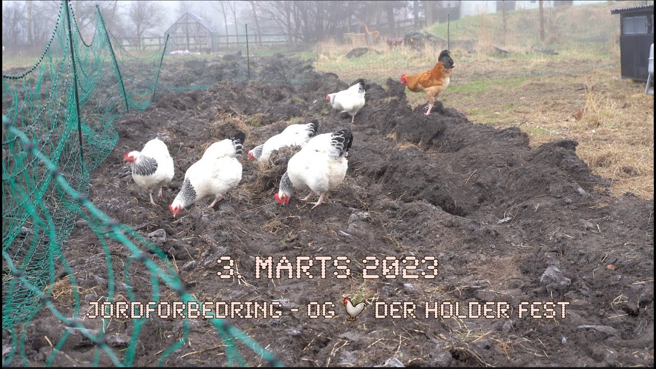 Jordforbedring - og 🐓 der holder fest - 3. marts 2023 - 4K