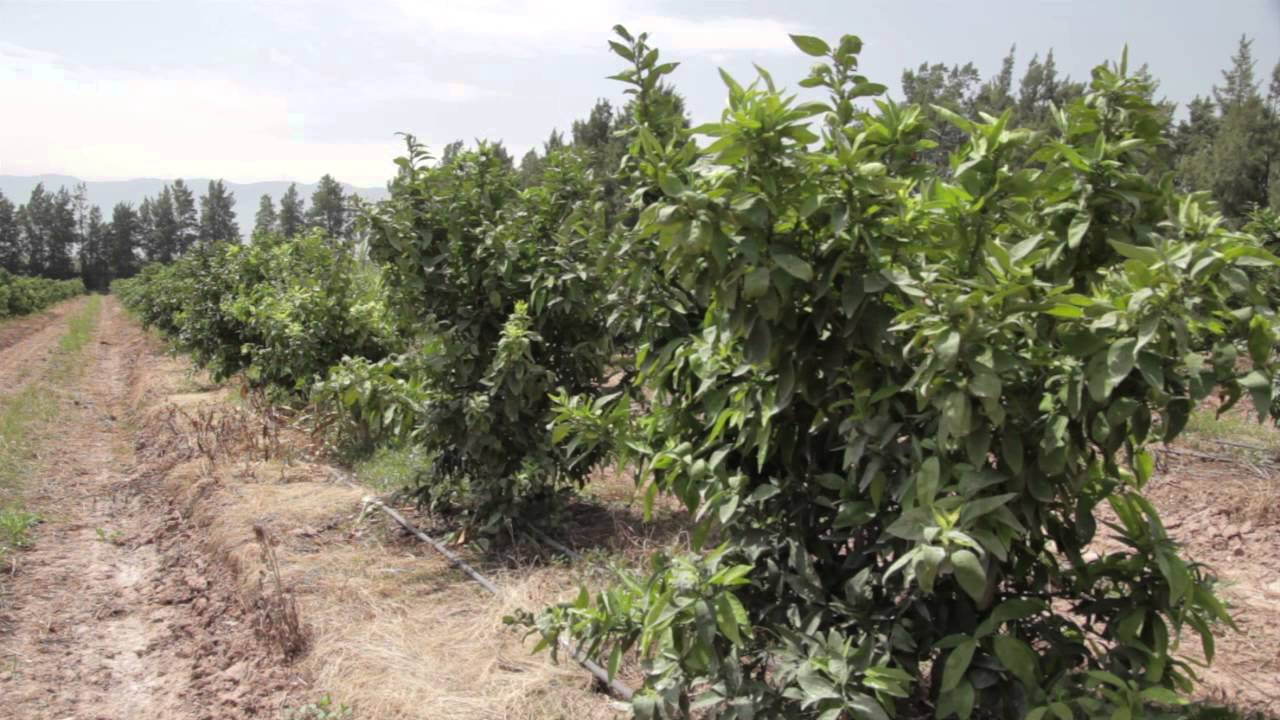 Agrumes en Algérie, Le travail continue dans les agrumes. MM ACI 3