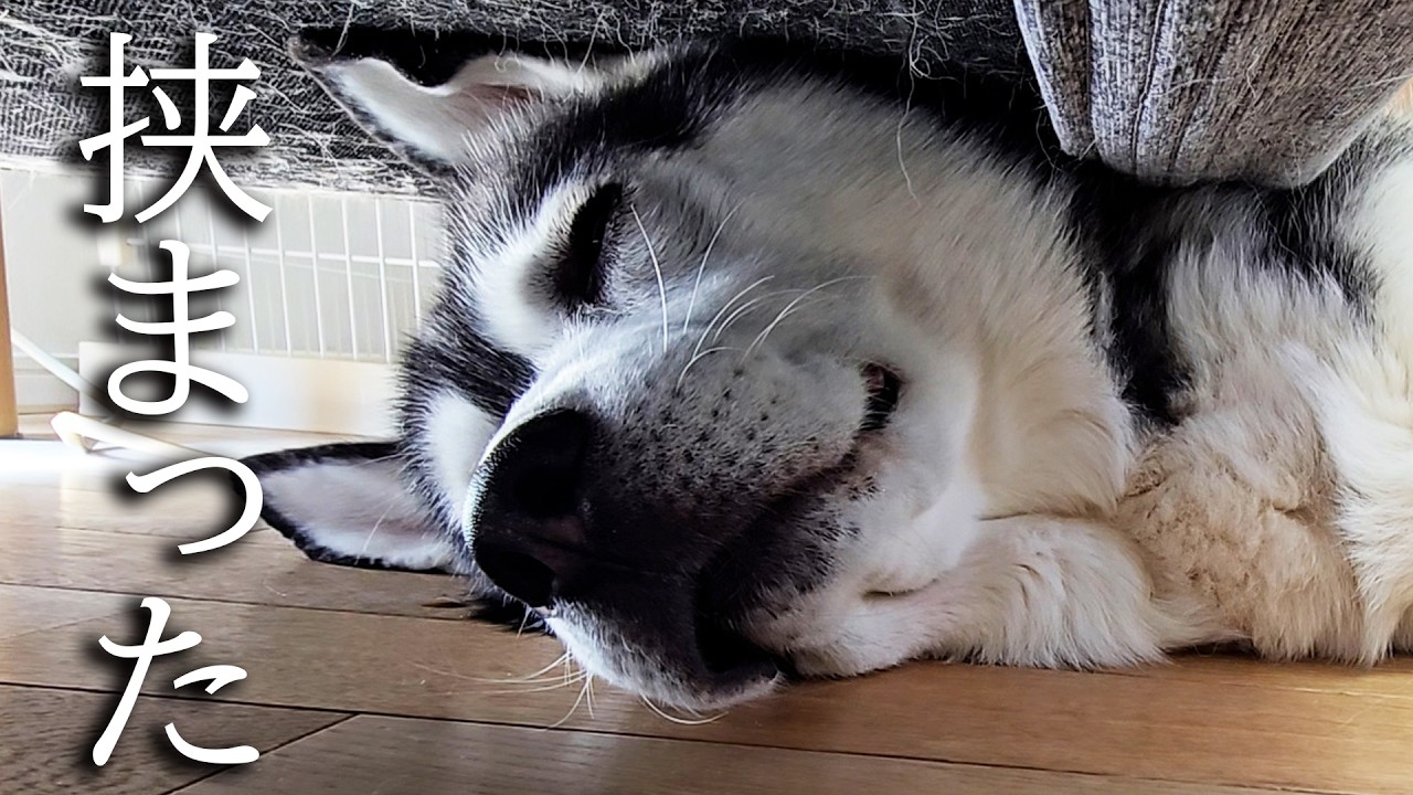 猫達に無視されソファーに挟まってしまったハスキー犬がこちら...