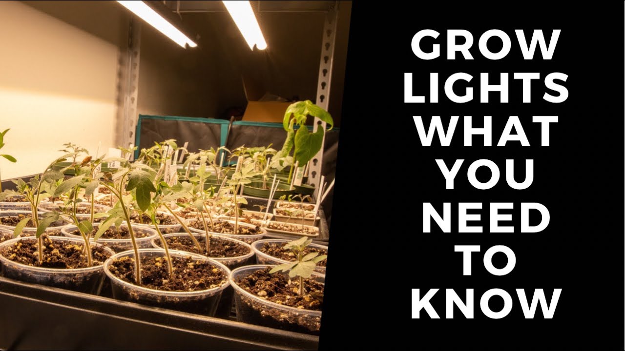 What type of light is best for growing plants? Grow lights explained