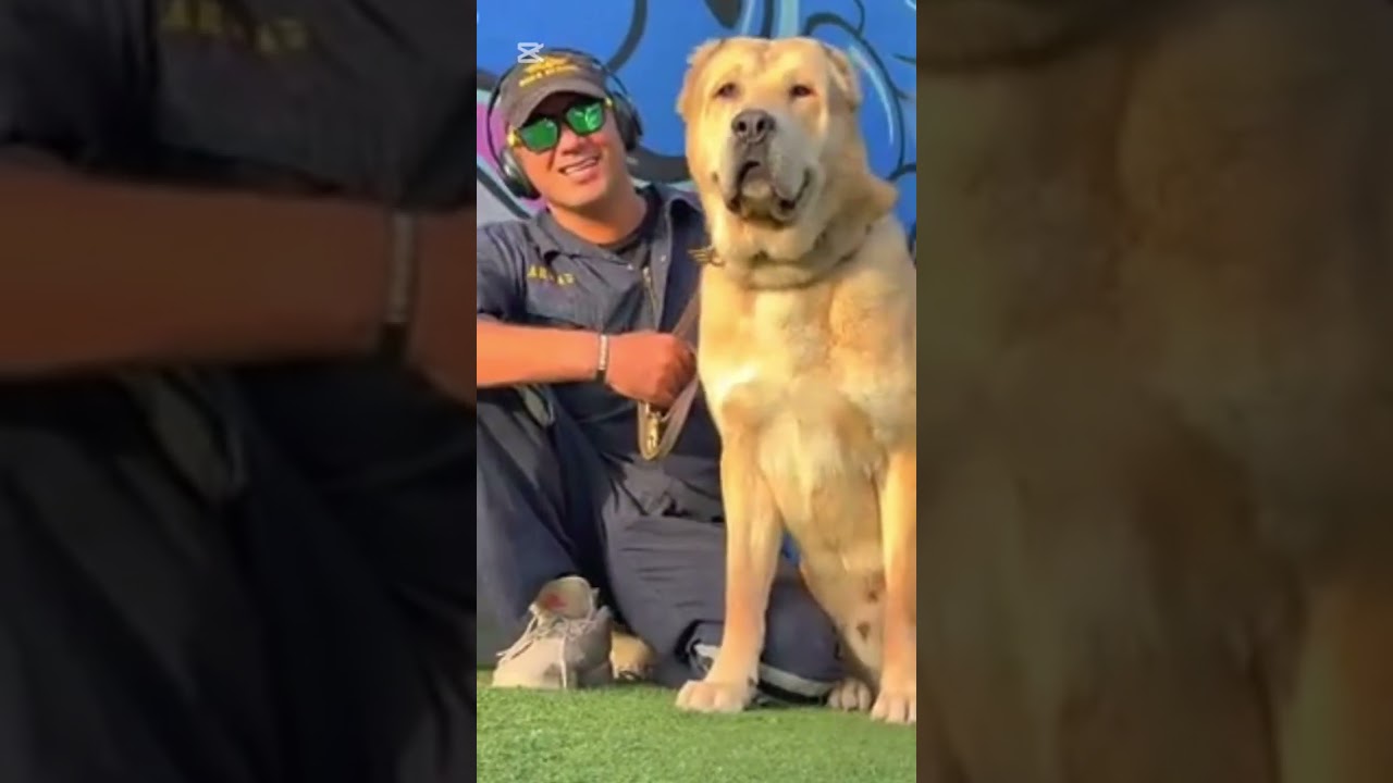 @xdogschool ماشاءالله تبارك الرحمن 