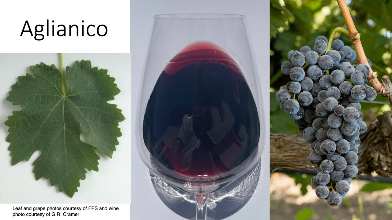 Grape Variety #30: Aglianico