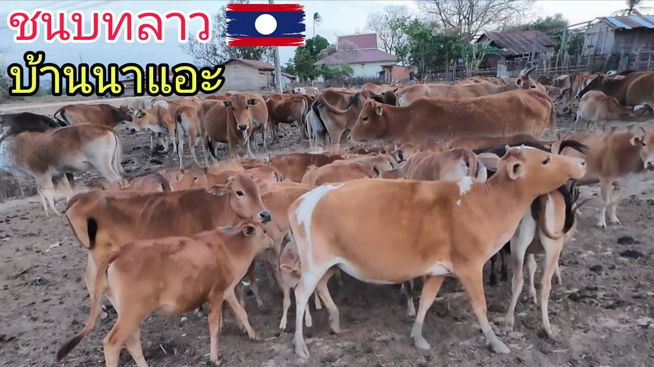 ชมบรรยากาศบ้านนาเอ๊ะชนเผ่าภูไท