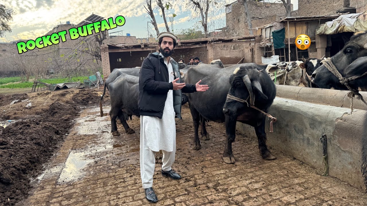 Rocket buffalo ne rasi torne ki koshish kari 🤬 hamza ne sardi me fan on kar diya 💔