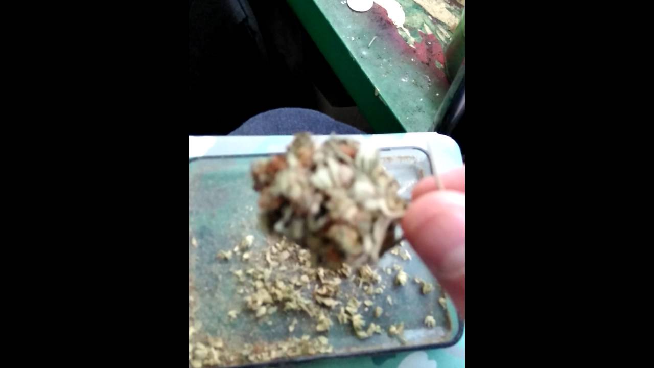 Rockstar kush