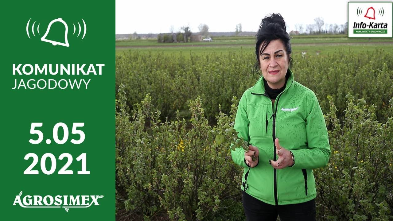 Zalecenia ochrony na plantacji porzeczek - komunikat jagodowy Agrosimex