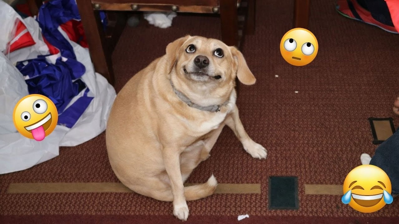 The Funniest Dog Videos This Year That Broke The Internet 🐶🔥