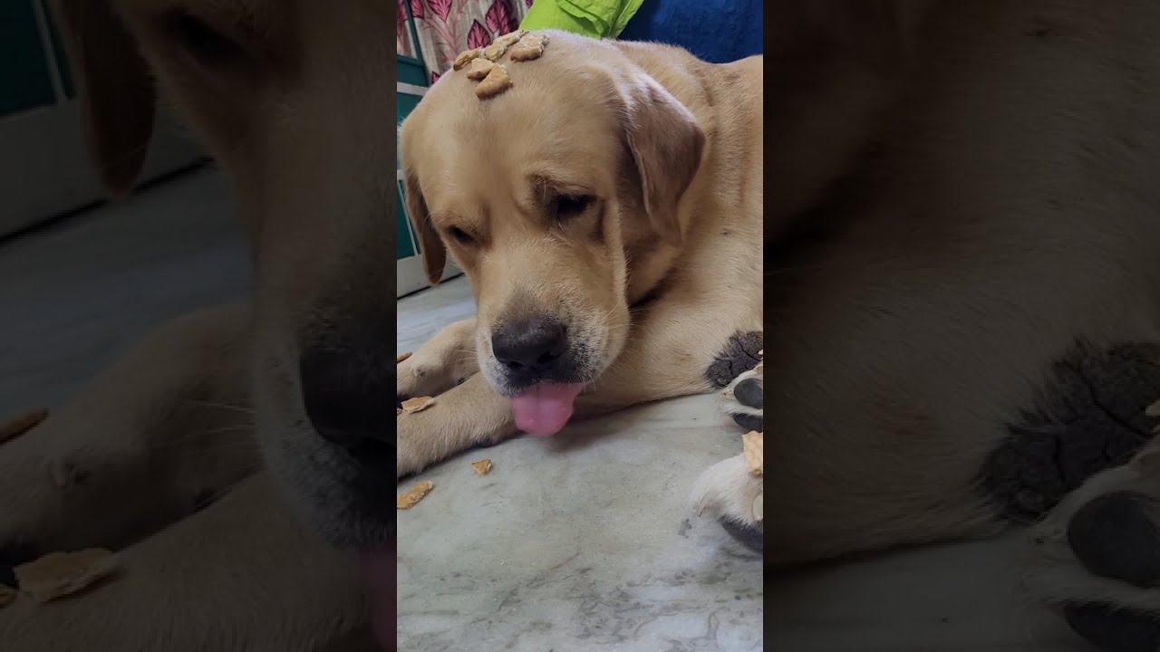 Cutiepie Coco's training time 🥰🧿❤️#trending #love #labrador #ytshorts #animals #cute #dog #funny #yt