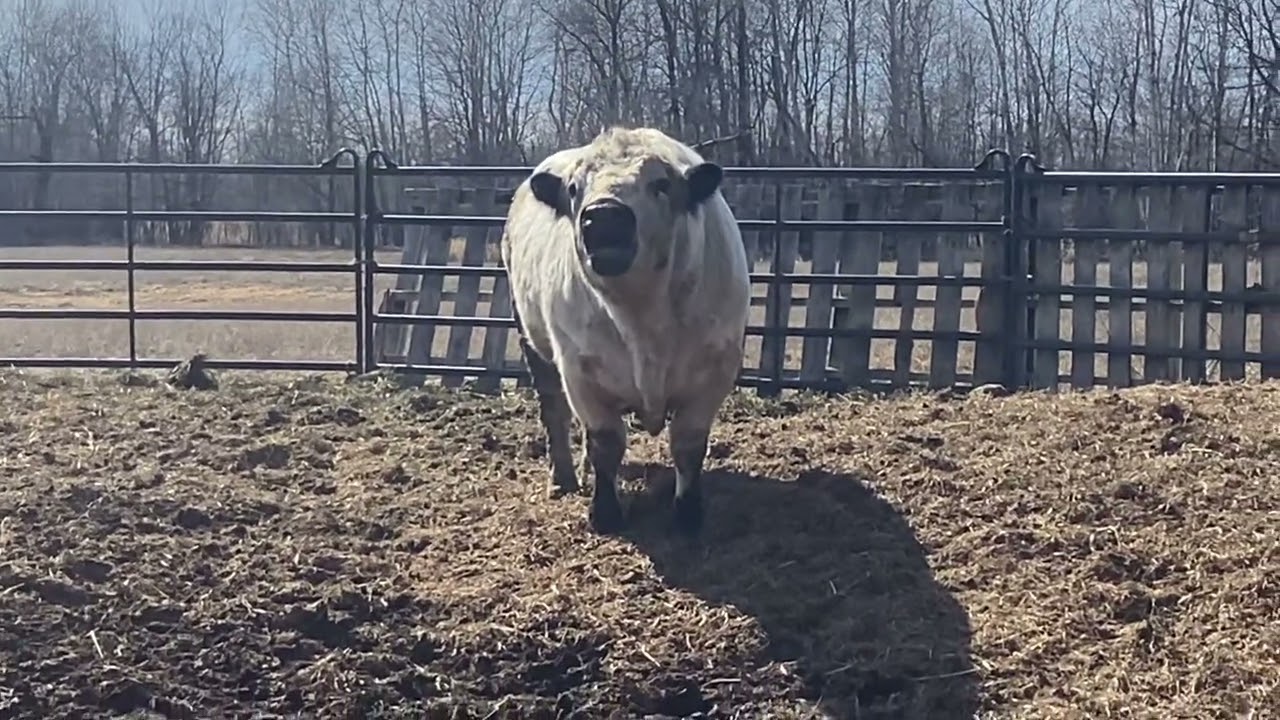 Young British white bull, talking smack to all the other bulls on the property