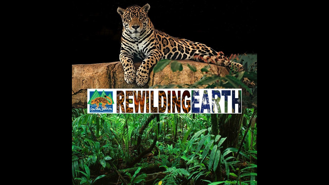 Episode 86: Rewilding The Great Plains – America’s Serengeti