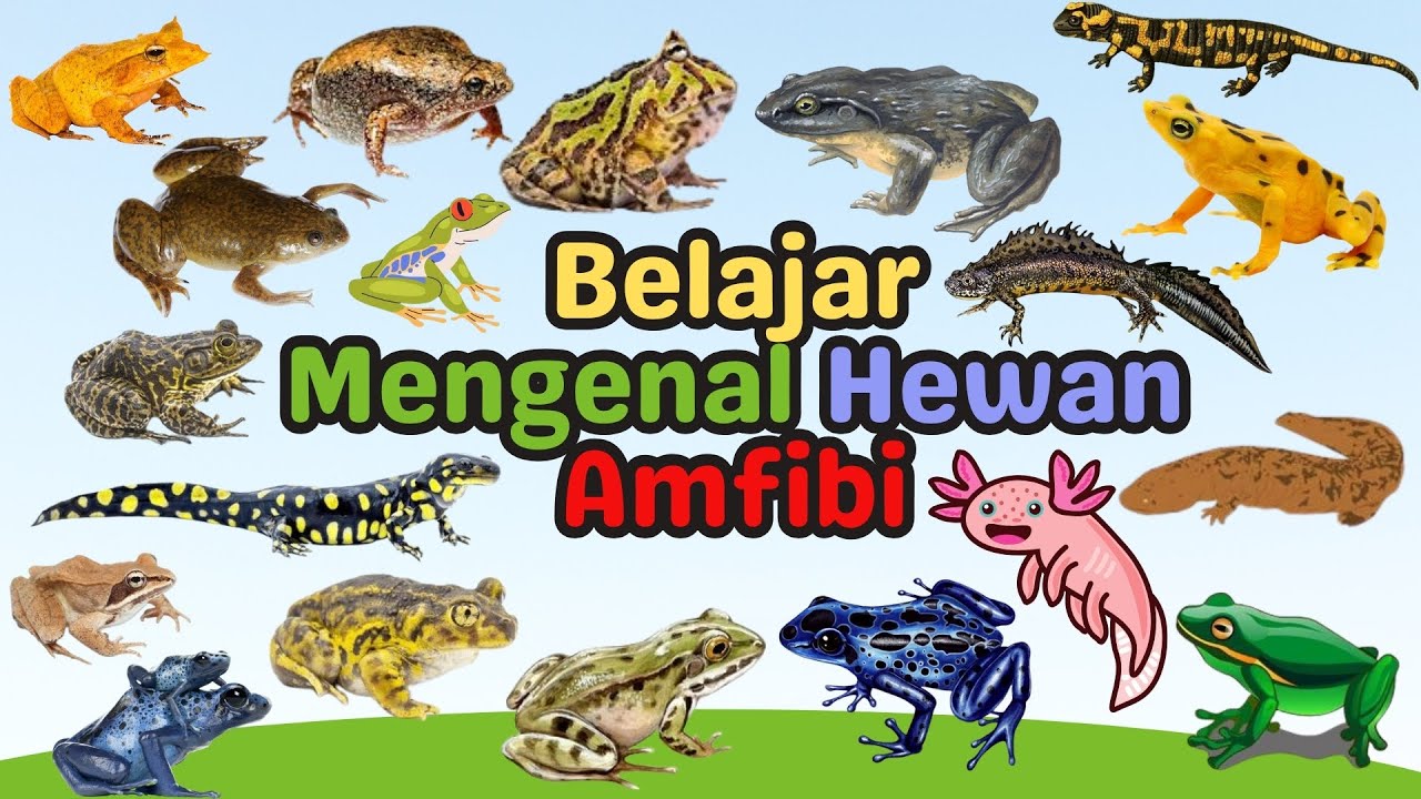 Belajar Mengenal Nama Hewan Amfibi | learn the names of Amphibians | Hewan Amfibi | For Kids